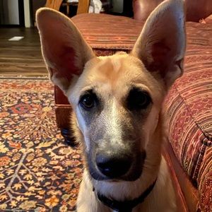 Meet your Posher, Sean